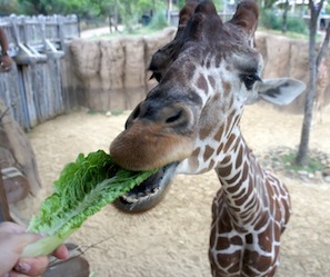 feeding a giraffe