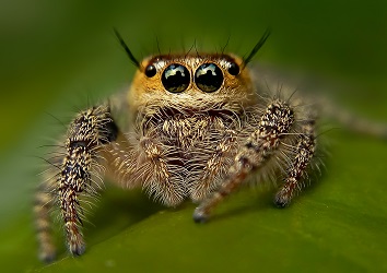 jumping spider