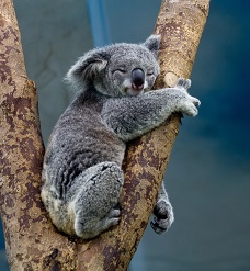 sleeping koala